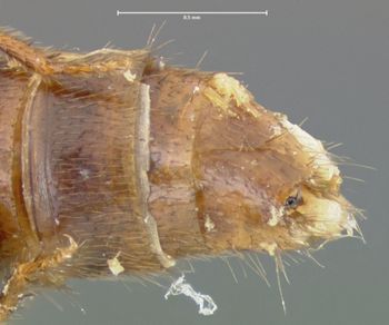 Media type: image;   Entomology 24103 Aspect: abdomen ventral view